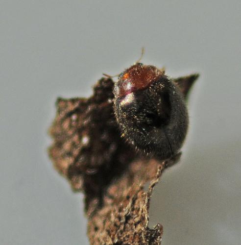 Rhyzobius lophanthae